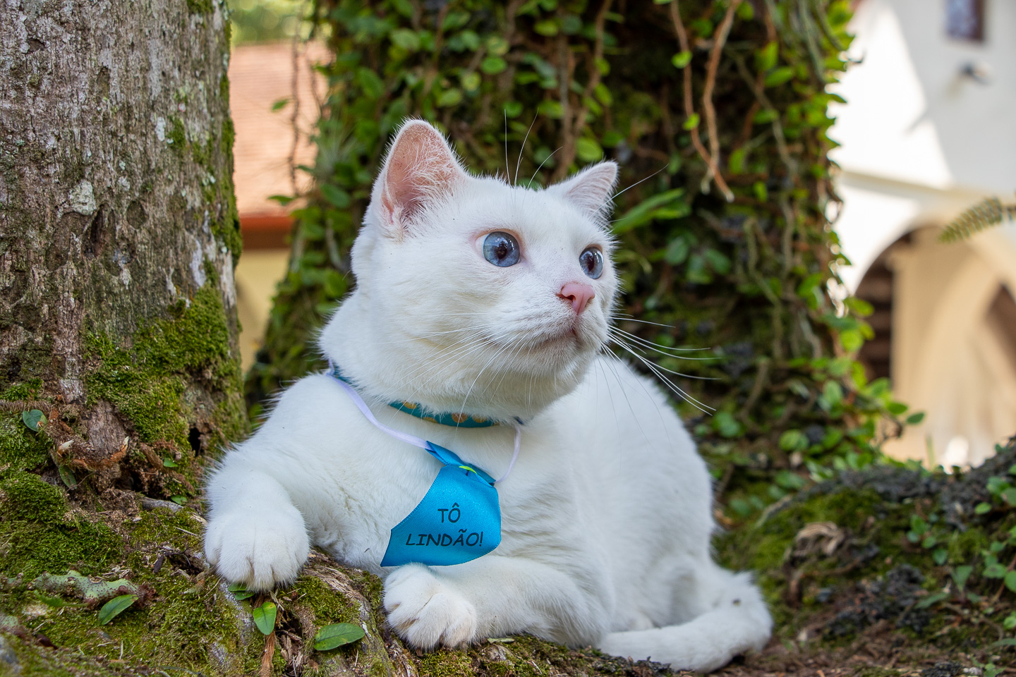 Pets-1-6